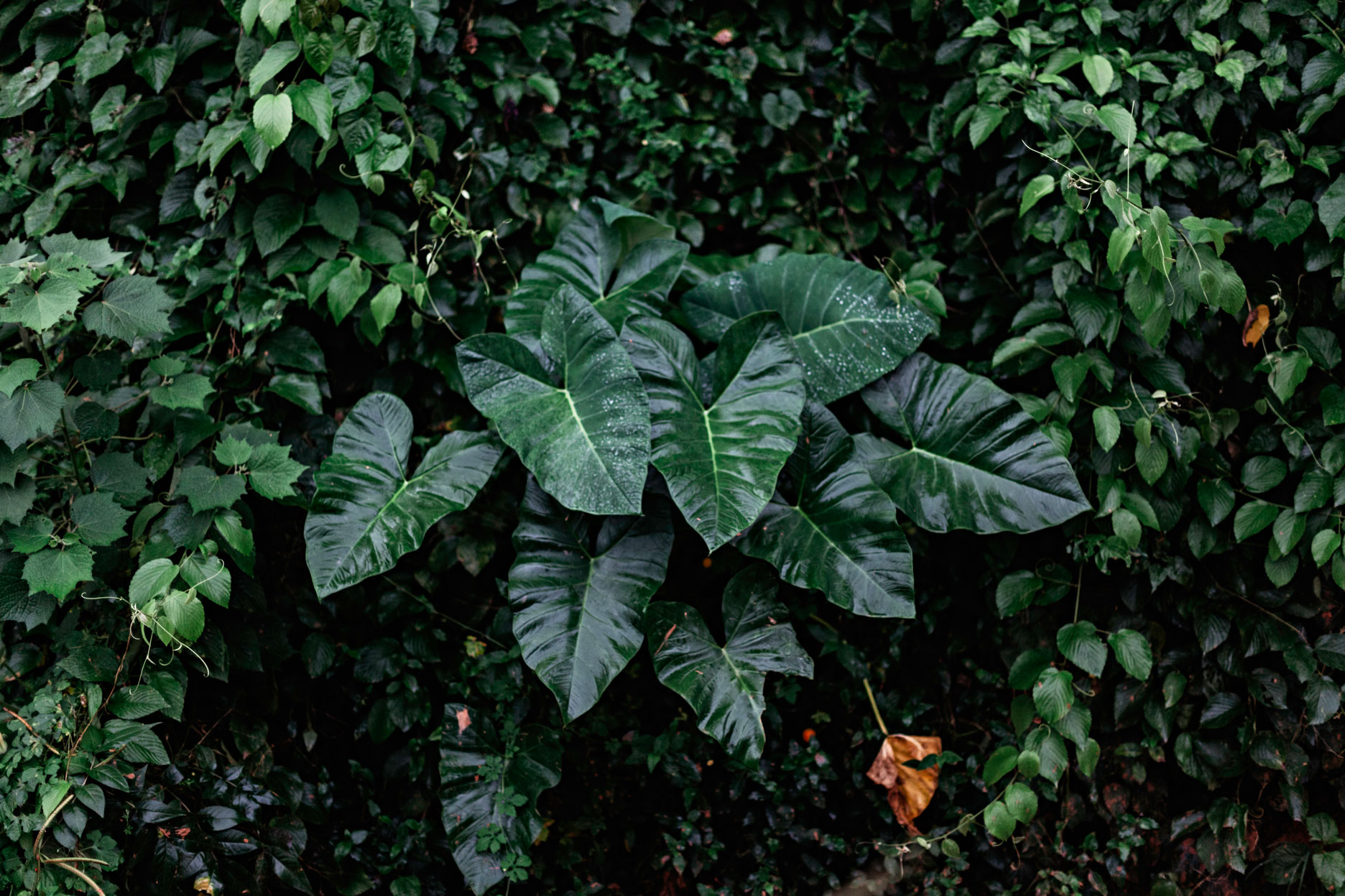 Selva cubana